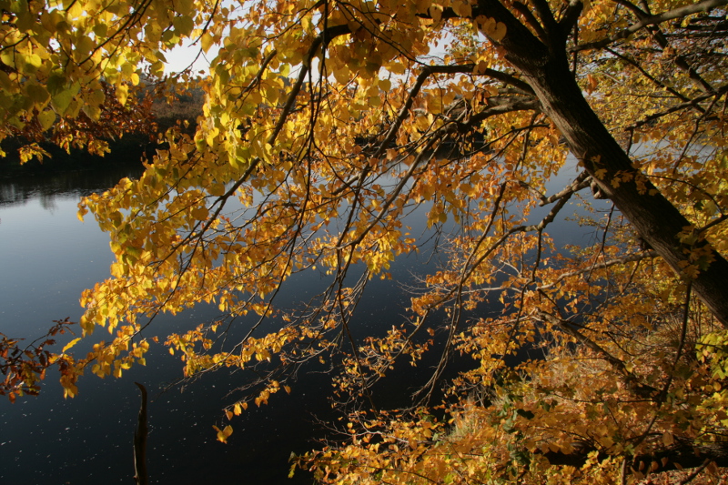 Baum mit gelben Blättern im Herbst, dahinter die Mulde