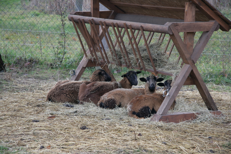 Schafe auf der Weide mit Futterkrippe in Töpeln